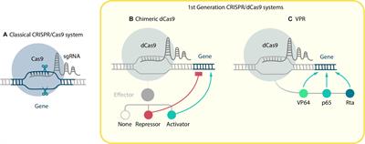 Cell Reprogramming With CRISPR/Cas9 Based Transcriptional Regulation Systems